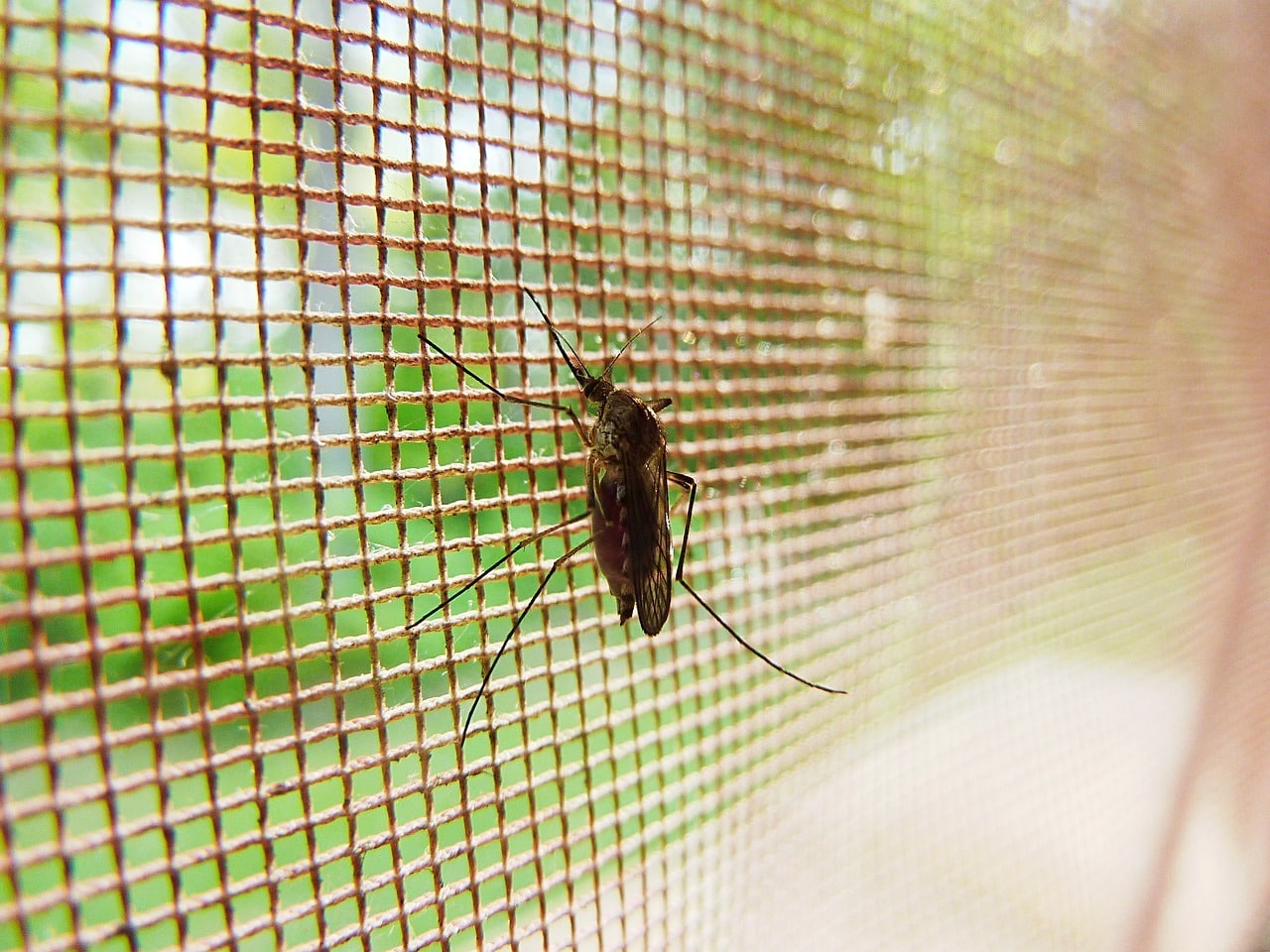 mosquitera cristallux